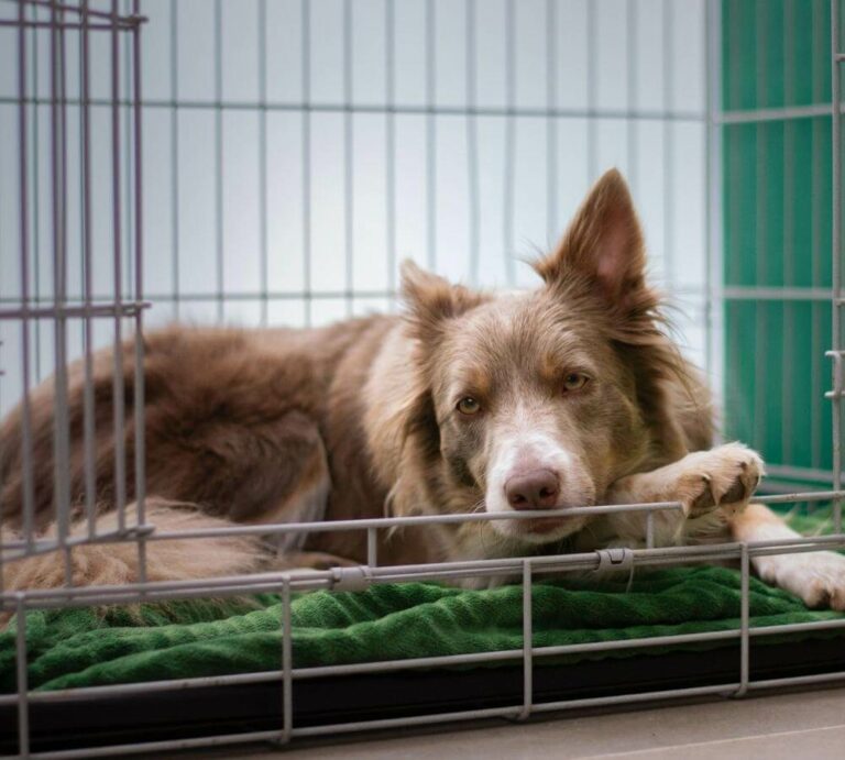 Hond plast in huis, wat kunnen de oorzaken zijn? Aniek