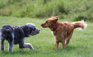hoe spelen honden?