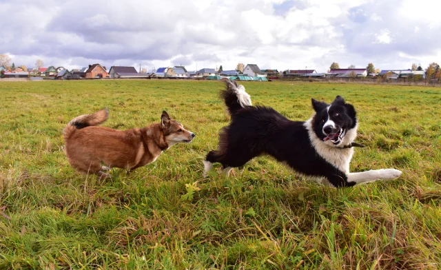Spel โ omgang met andere honden