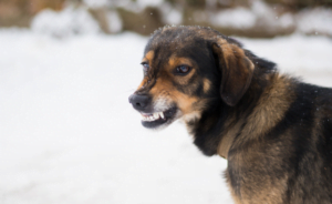 Hond trekt zijn lip op