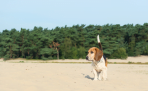 Losloopgebieden voor honden