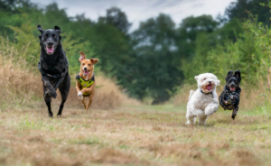 Gemoedstoestand hond verlagen