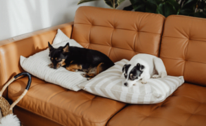 Wat is rijgedrag bij honden