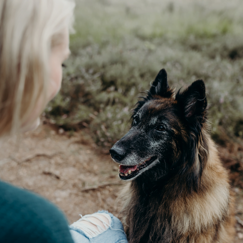 Hondencoach in Zwolle