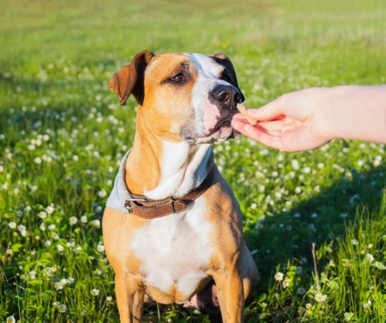 Symbiopet Dog- Ergänzungsfuttermittel für Hunde Pulver 175 g ab 20,40 Symbiopet Dog- Ergänzungsfuttermittel für Hunde Pulver 175 g ab 20,40