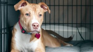 Waar moet puppy 's nachts slapen?