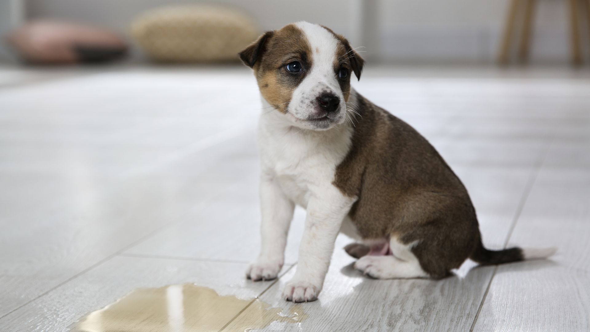 Zindelijkheidstraining puppy: hoe maak je pup snel zindelijk?