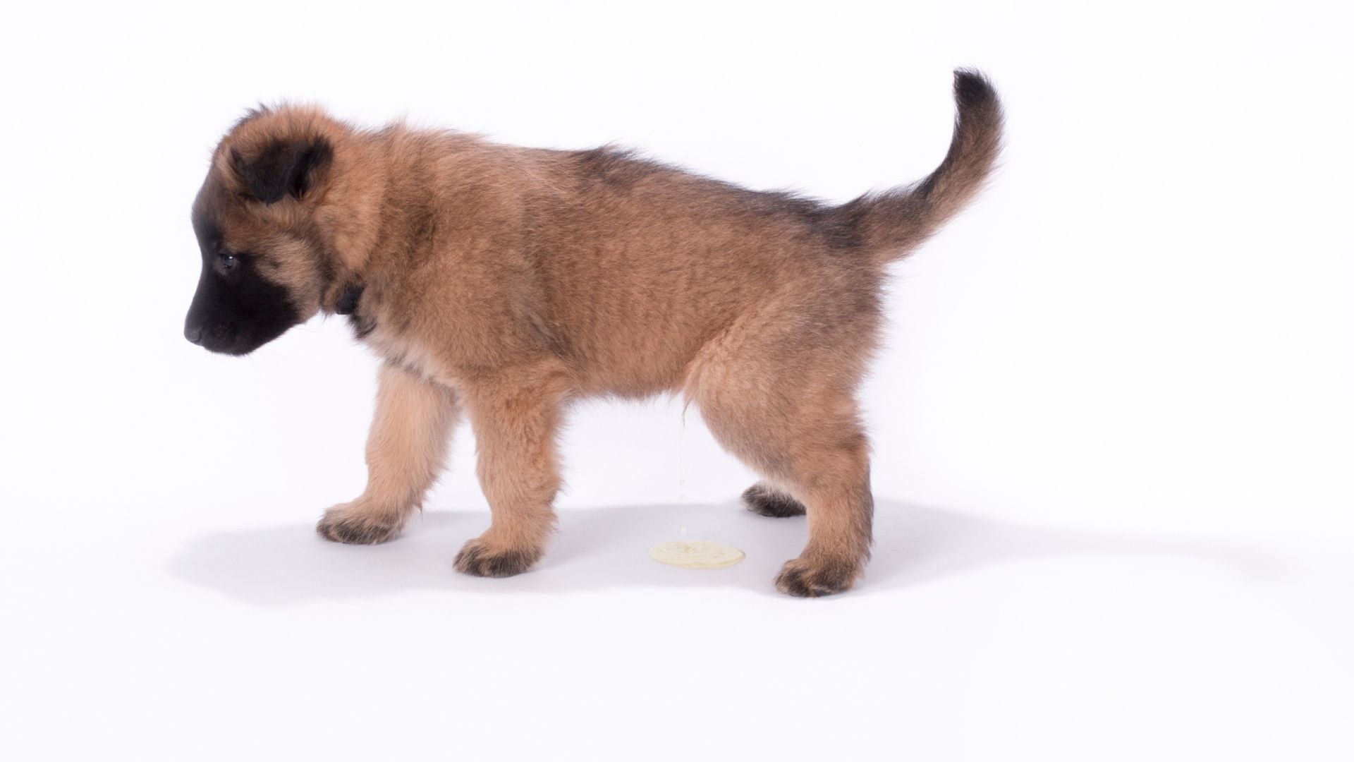 Zindelijkheidstraining puppy: hoe maak je pup snel zindelijk?