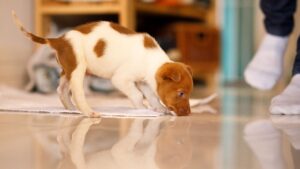 Puppy zindelijk maken