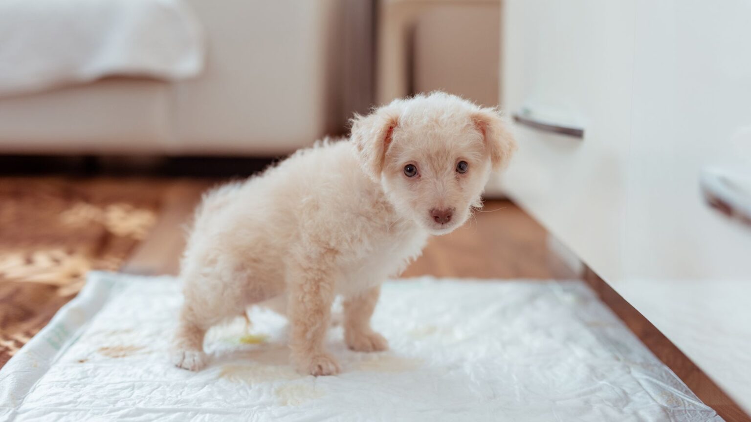 Zindelijkheidstraining puppy: hoe maak je pup snel zindelijk?