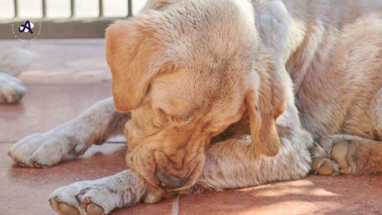 Hond likt en bijt aan zijn pootjes: waarom doet je hond dat?