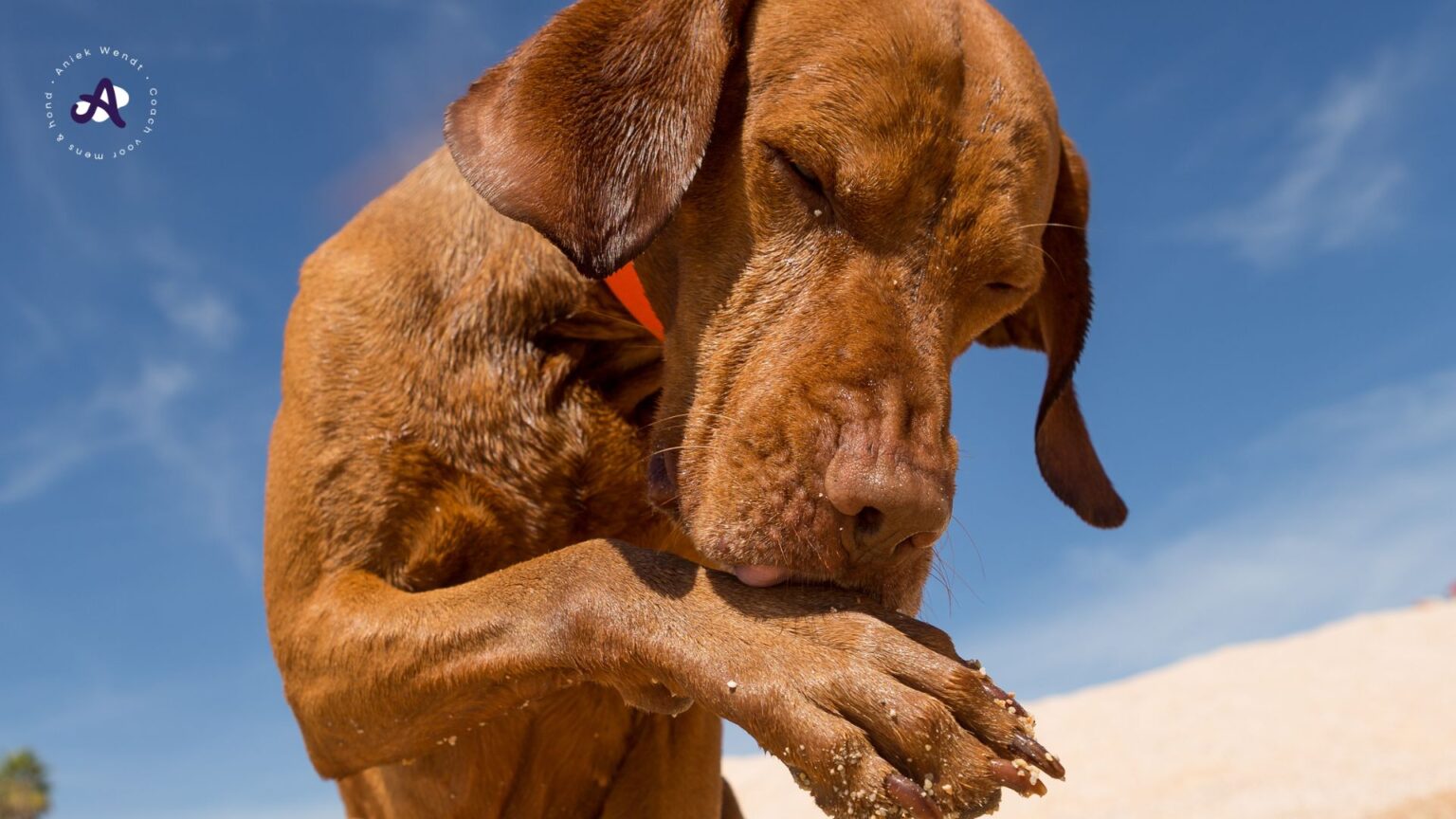 Hond likt en bijt aan zijn pootjes: waarom doet je hond dat?