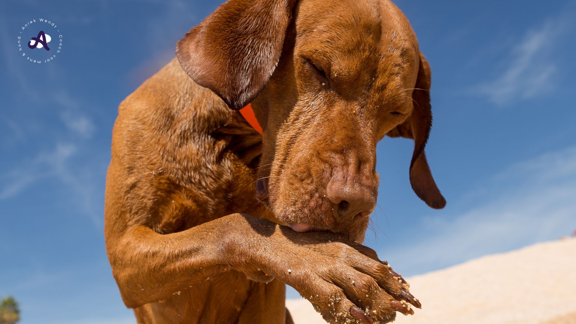 Hond Likt Veel Aan Zijn Plasser
