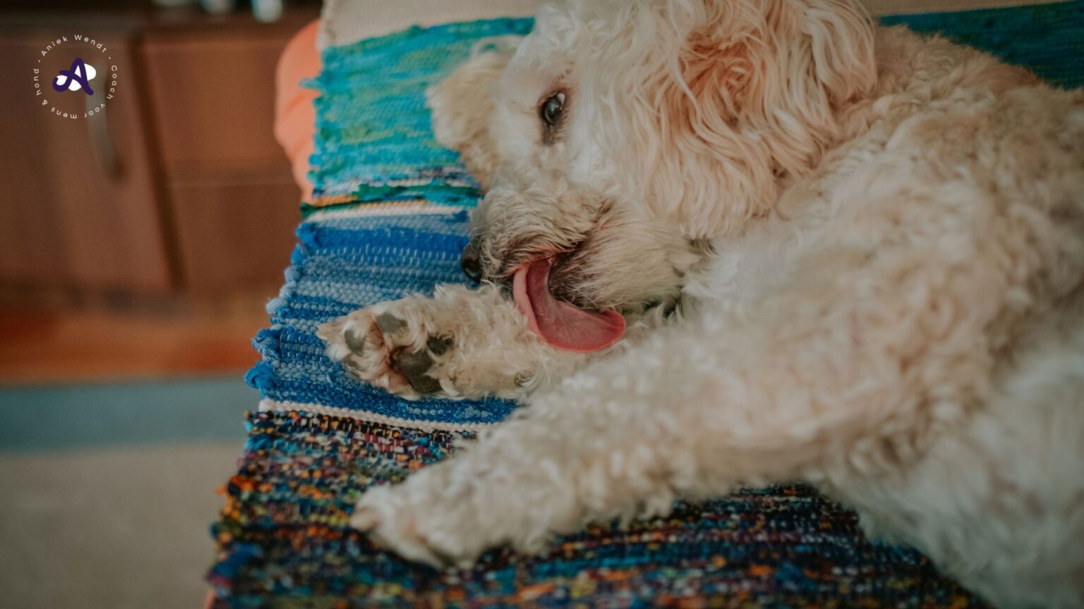 Hond likt en bijt aan zijn pootjes: waarom doet je hond dat?