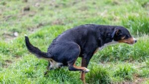 Teefje tilt poot omhoog tijdens plassen