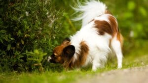 Waarom snuffelt hond veel