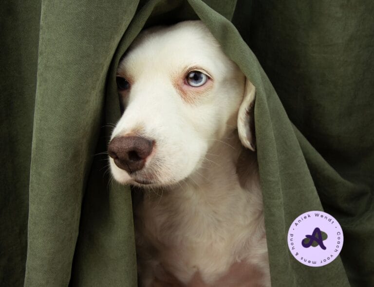 Hond voorbereiden op oud en nieuw