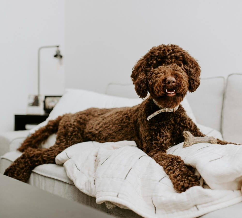 Beginnershonden bestaan niet