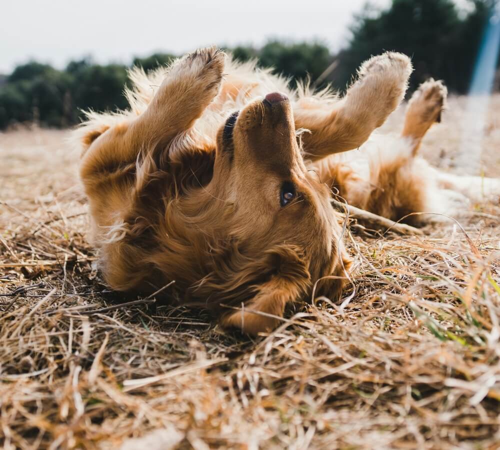 Beginnershonden: wat zijn dat voor honden en bestaan ze wel?