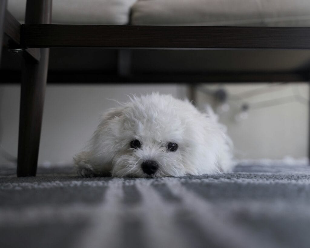 Een puppy laten slapen overdag