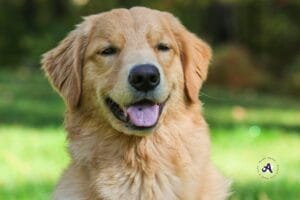 Beginnershonden: wat zijn dat voor honden en bestaan ze wel?