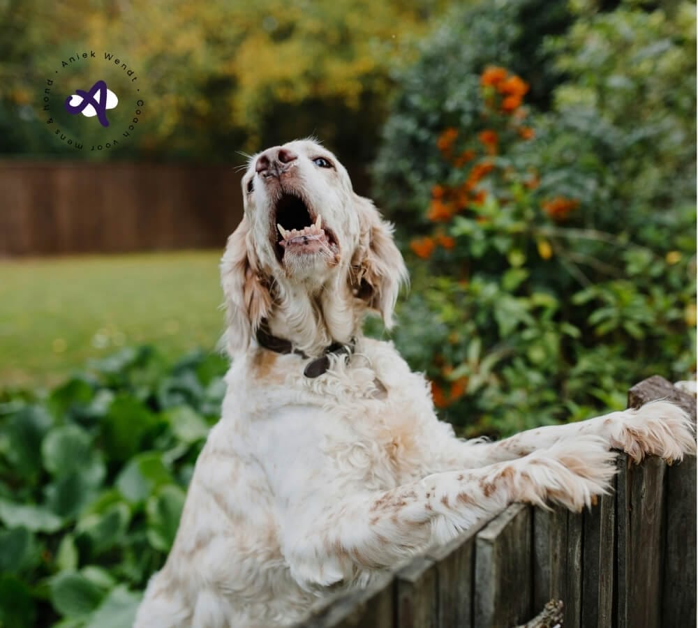 Hoe herken je een doorschiethond?