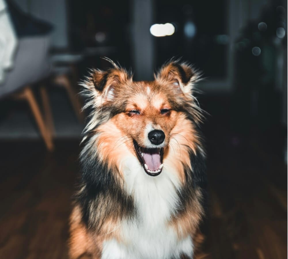 Wat doen bij een doorschiethond?