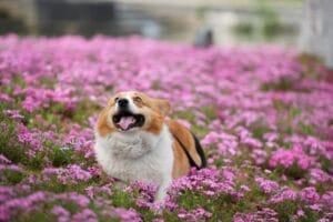 Wat is een doorschiethond en welk gedrag hoort daarbij?