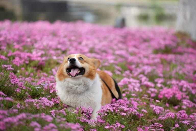 Wat is een doorschiethond en welk gedrag hoort daarbij?