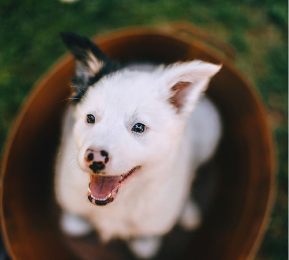 Wat kun je doen als je hond een doorschiethond is?
