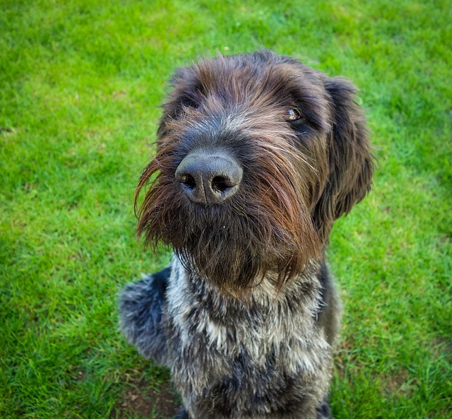 Castreren puberteit hond