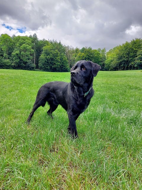 puberteit bij honden