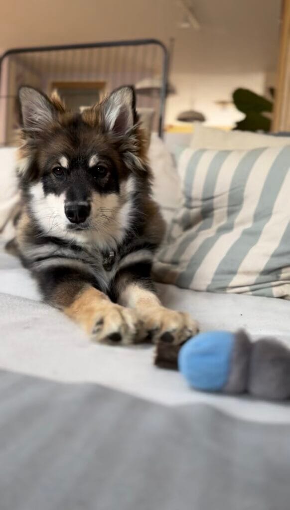 Pre puberteit bij hoonden