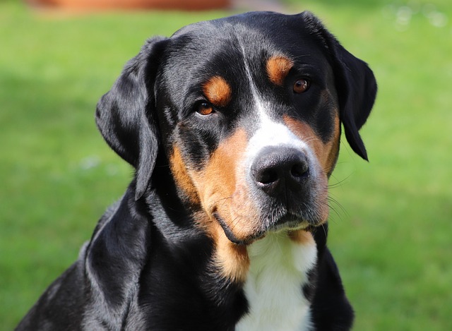 wanneer start de puberteit van honden