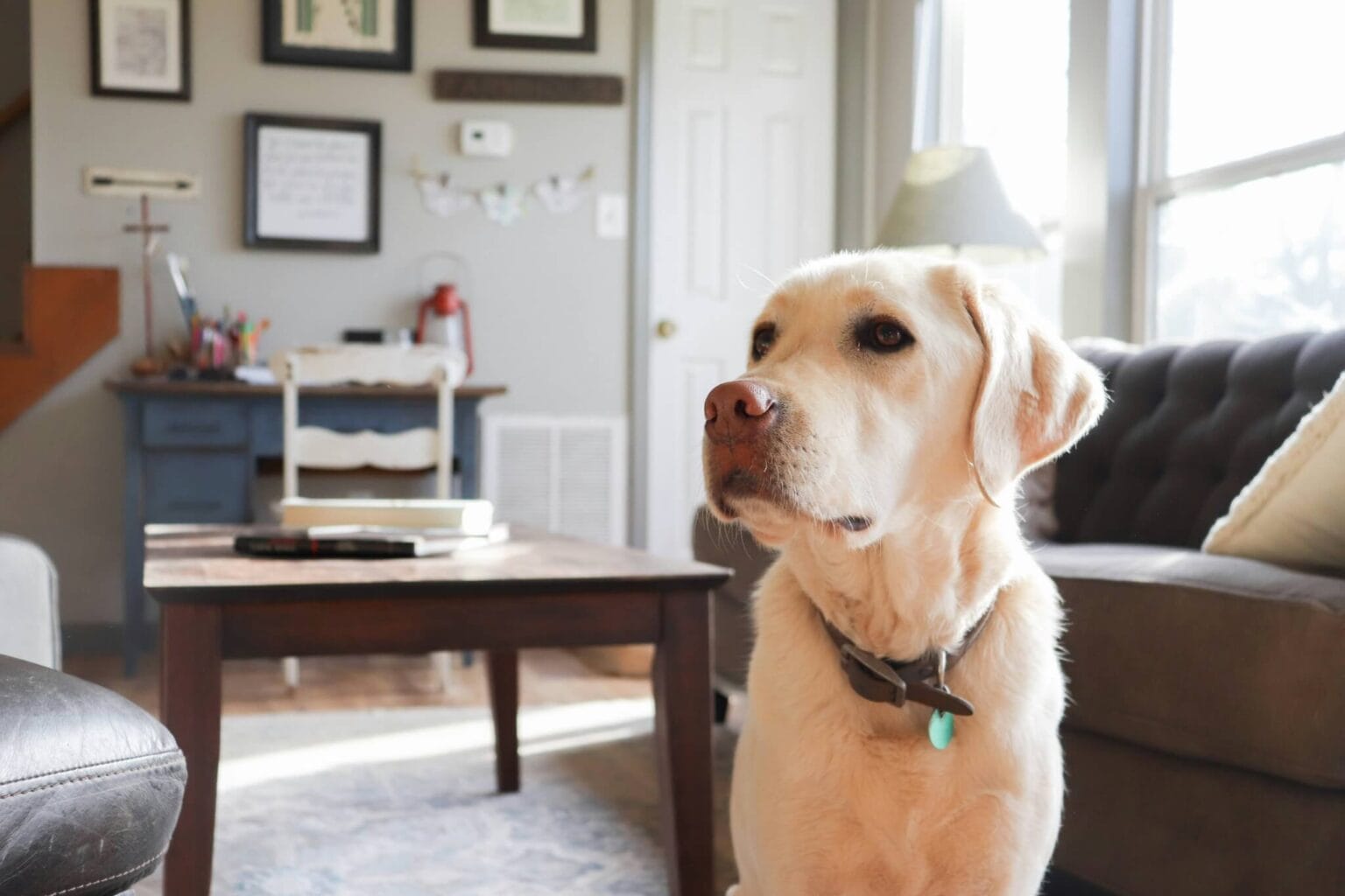 Wat als je hond veel blaft in huis?