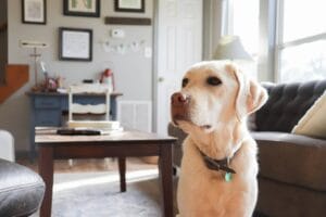 Wat als je hond veel blaft in huis?