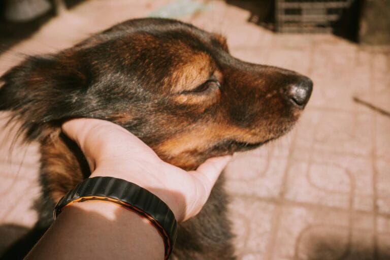 Mijn hond is hooggevoelig: kan dat eigenlijk wel?