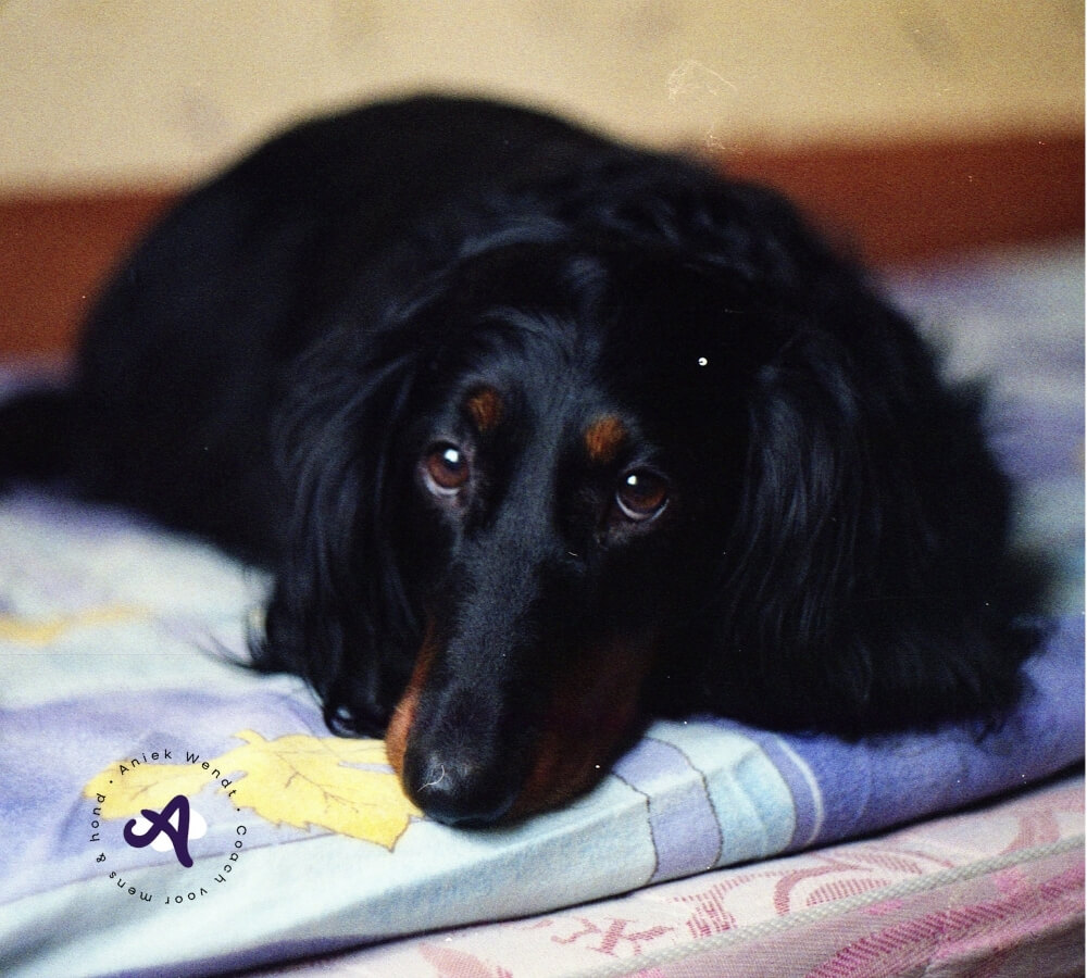 Kan mijn hond hooggevoelig worden door stress of trauma?