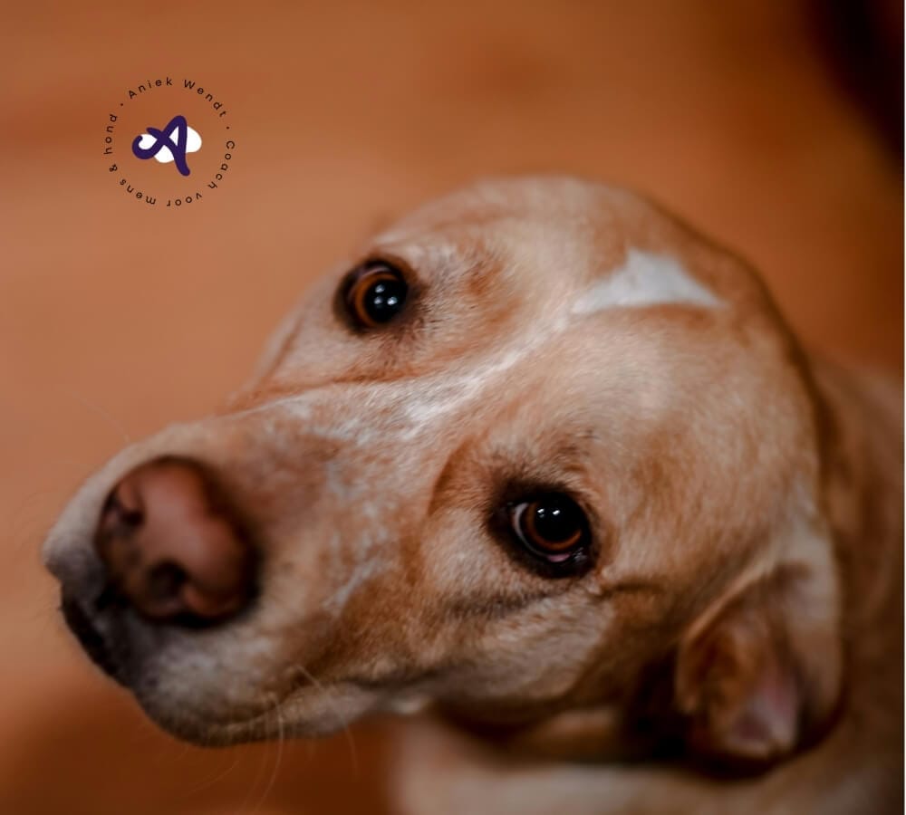 Wat zijn de oorzaken van probleemgedrag van je hond bij visite?