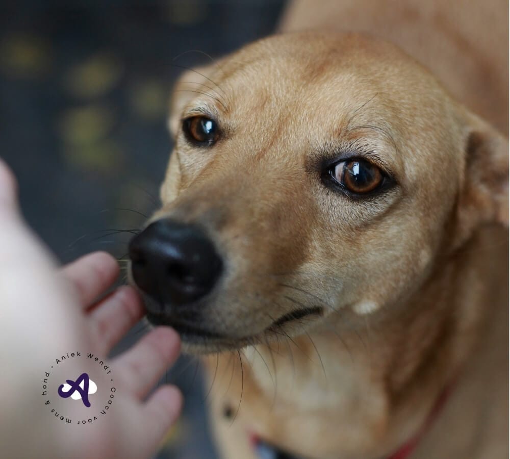 Probleemgedrag van je hond bij visite voorkomen