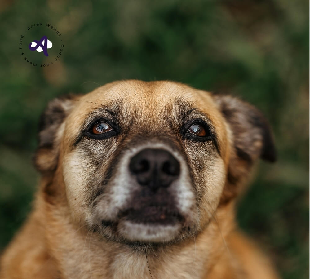 Mijn hond is heel gevoelig: wat kan ik doen?