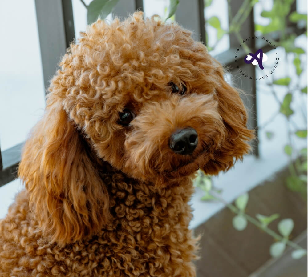 Controle loslaten bij je hond: waarom anticiperen beter werkt