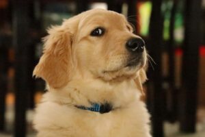 Controle loslaten bij je hond: waarom anticiperen beter werkt