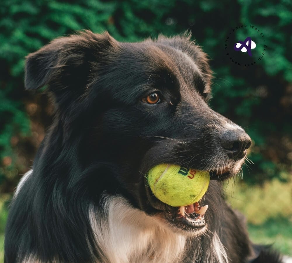 Hoe werkt de stressopbouw bij honden?