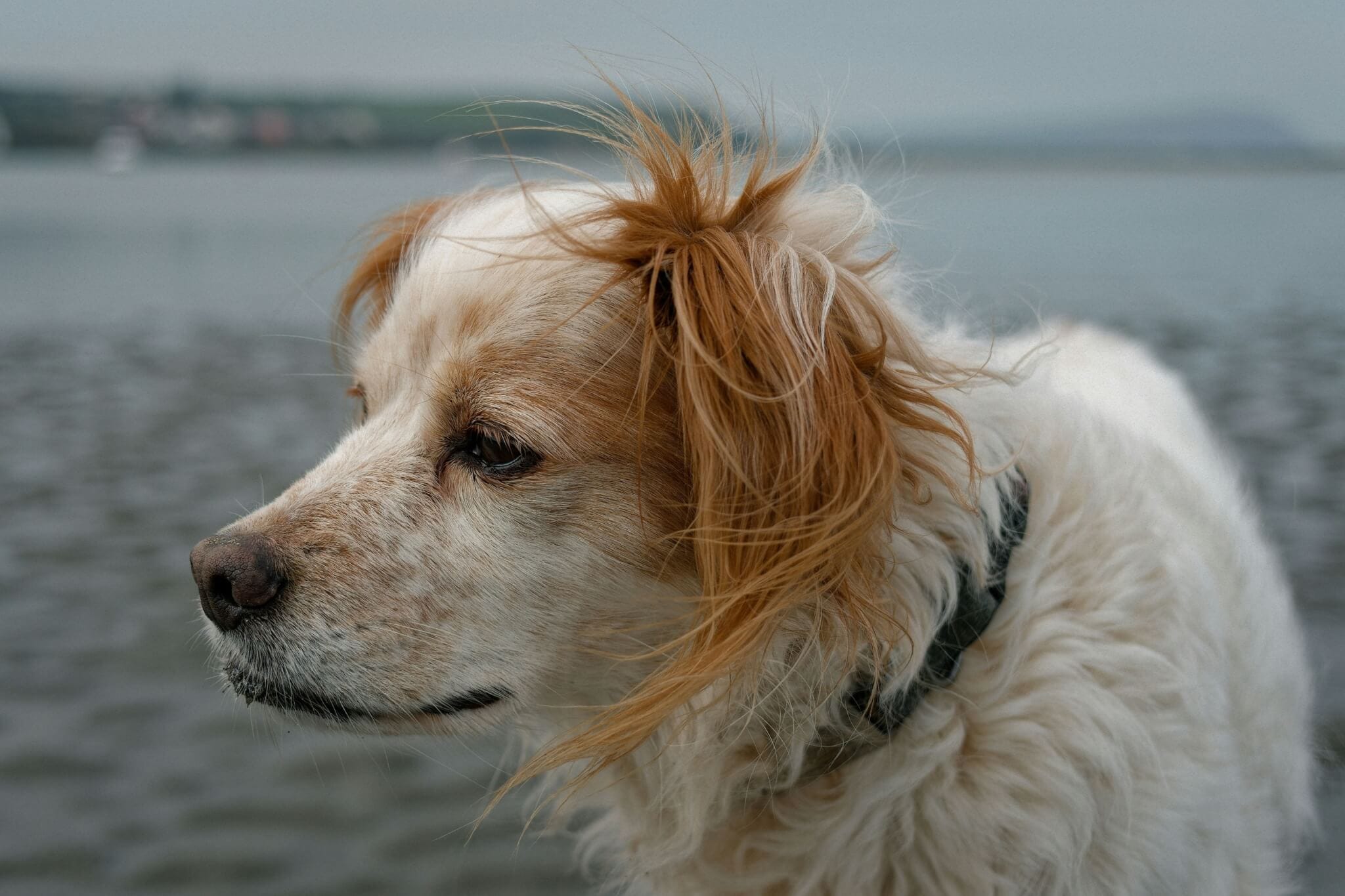 Je hond leren begrijpen: waarom dat essentieel is