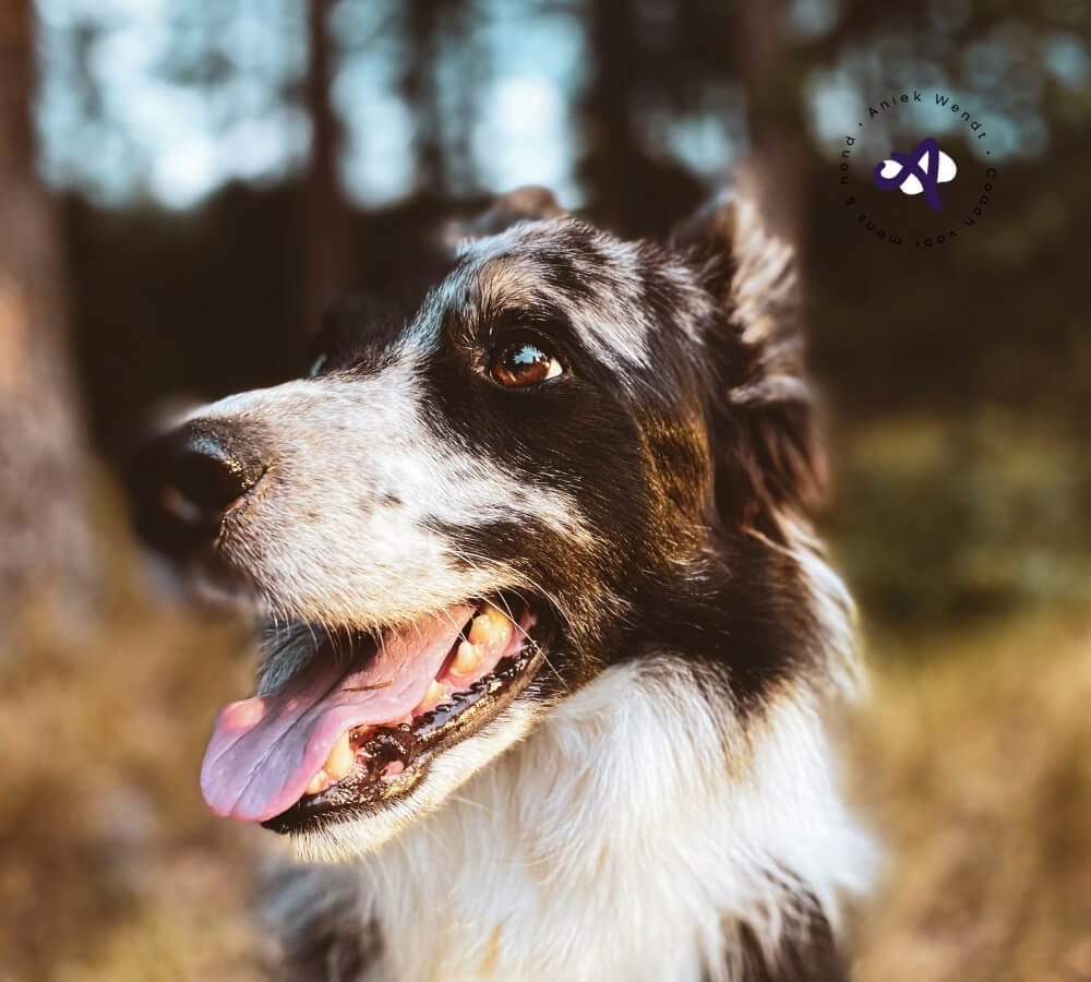 Problemen voorkomen in het losloopgebied: zo grijp je op tijd in