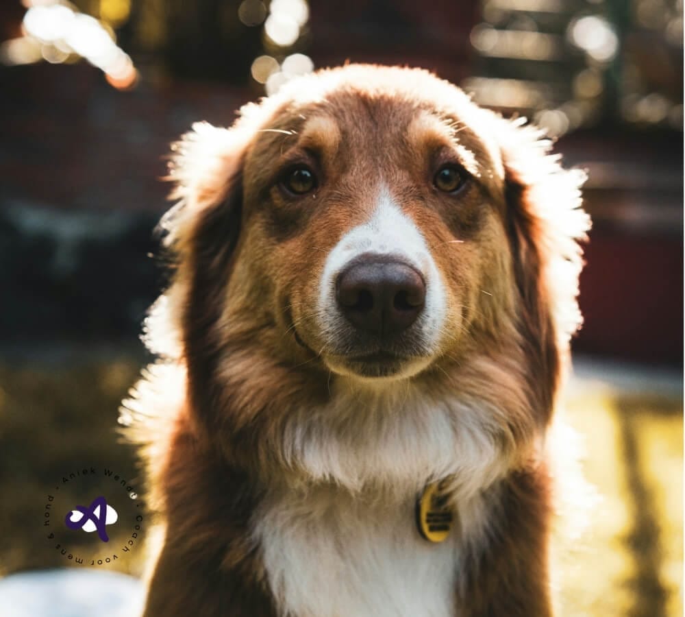 Spel of stress in het losloopgebied: hoe zie je het verschil?