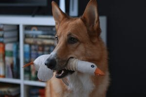 Wat als je hond ganzenpoep eet?