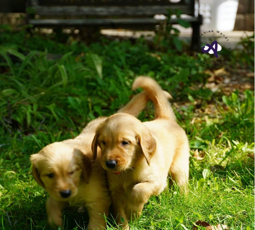 Hoe jouw mindset invloed heeft op een reactieve hond