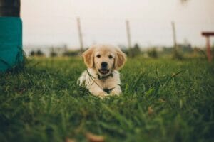 Hoe nuchterheid je kan helpen in de opvoeding van je hond